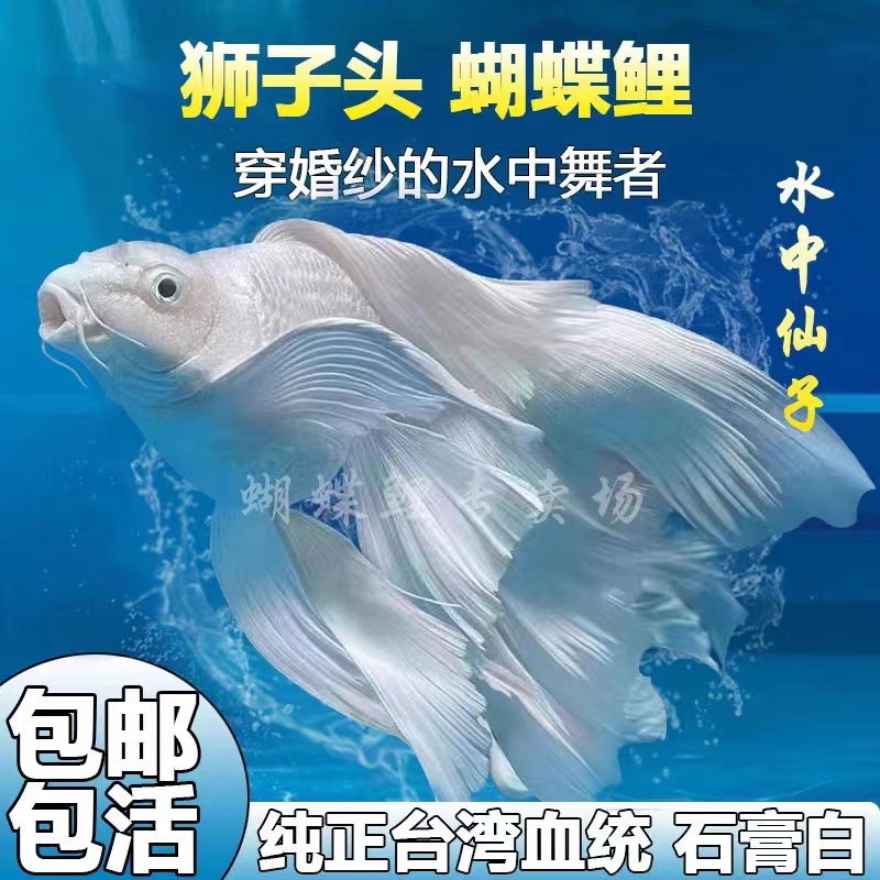 10-13公分精品蝴蝶鲤鱼好养易养混养自家渔场