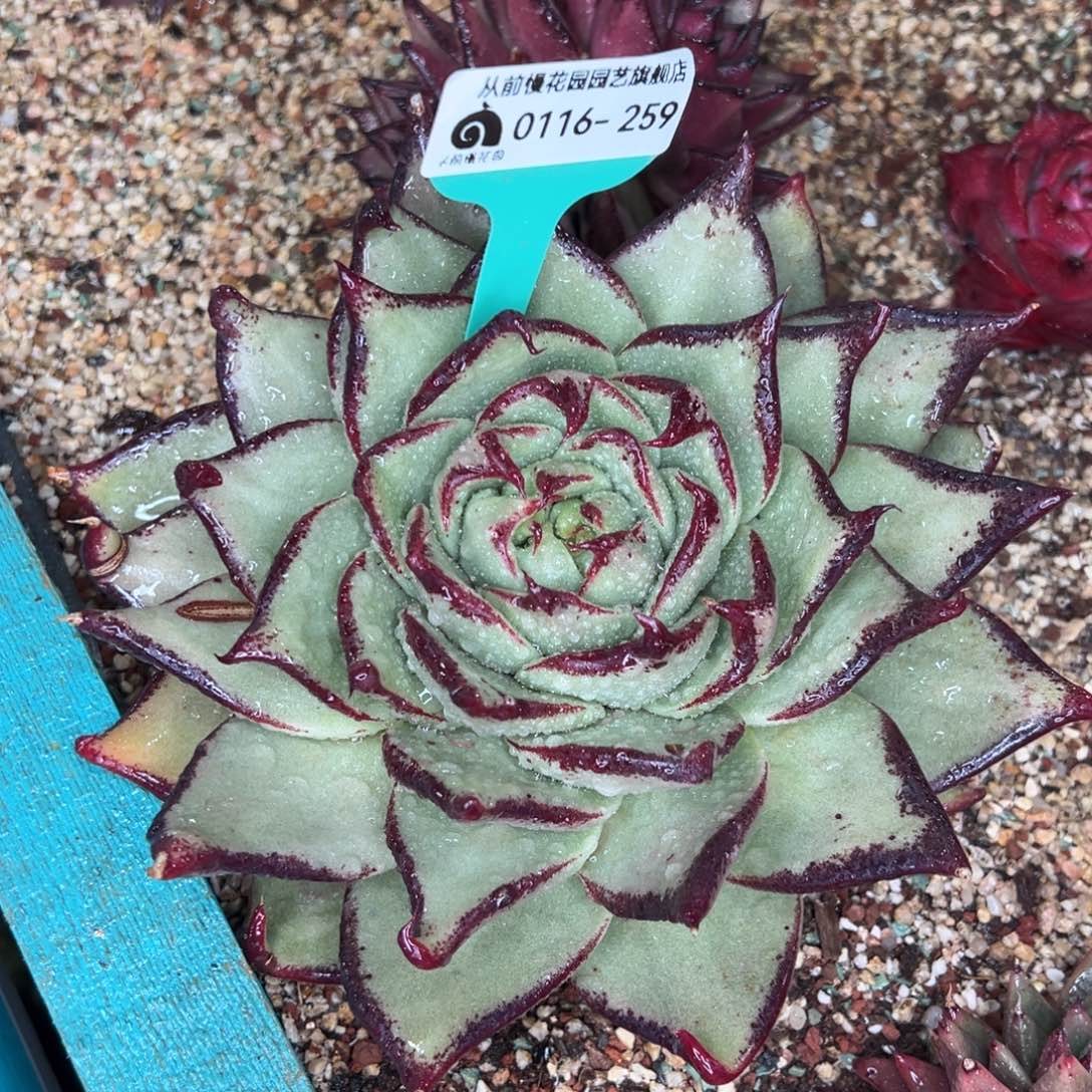 从前慢多肉精选编号0116.259