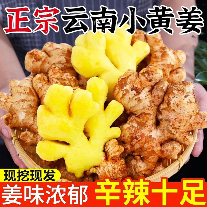 云南高山小黄姜新鲜现挖生姜老姜产地直发辛辣多汁