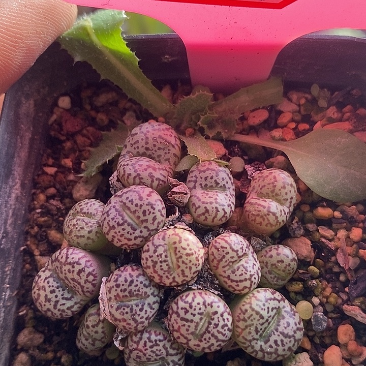 在下单中获得两枚银牌4017