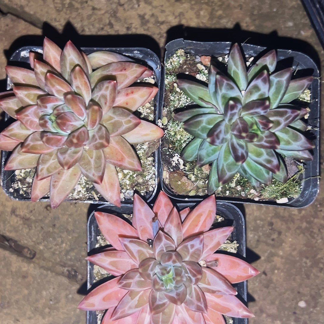 桔云多肉美人精品系列