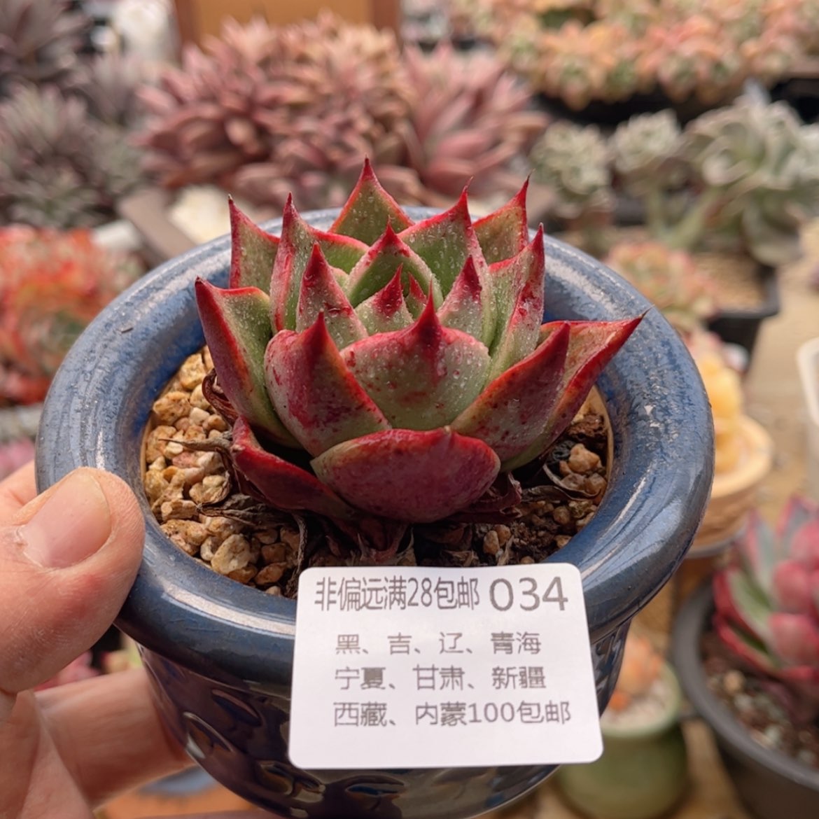 【闪购商品】034东云