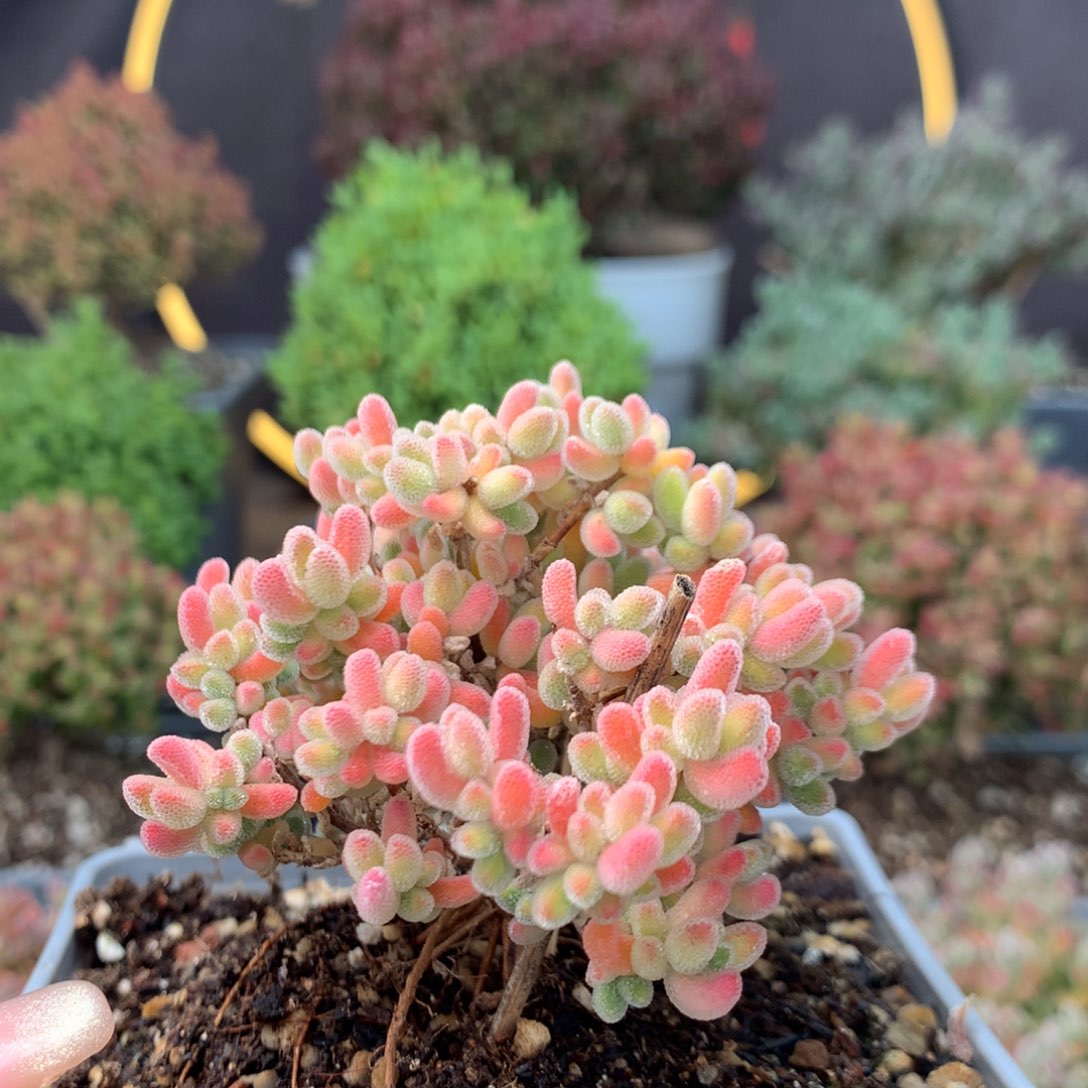 c706实生冰晶开播福利