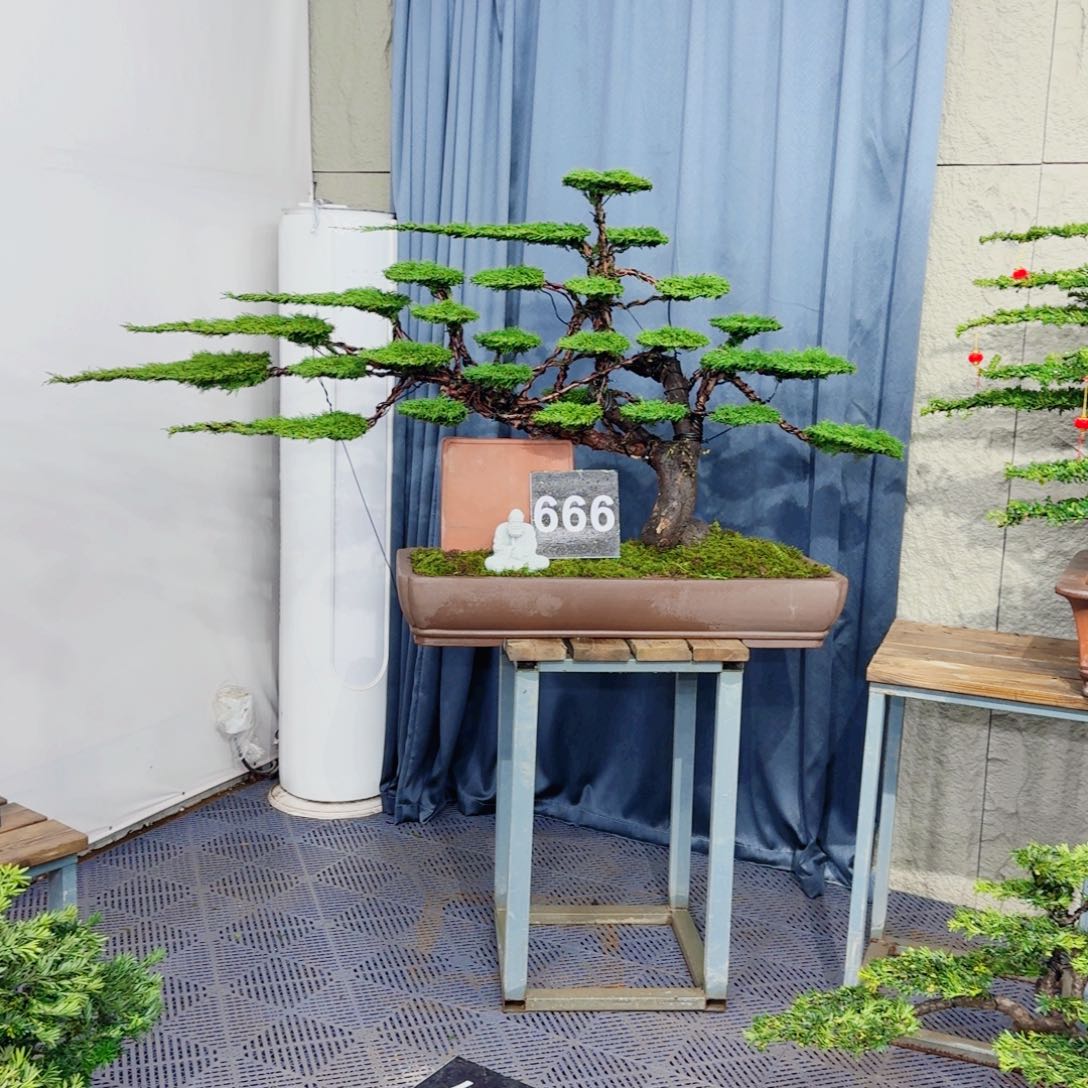 济州真柏盆景包邮价格