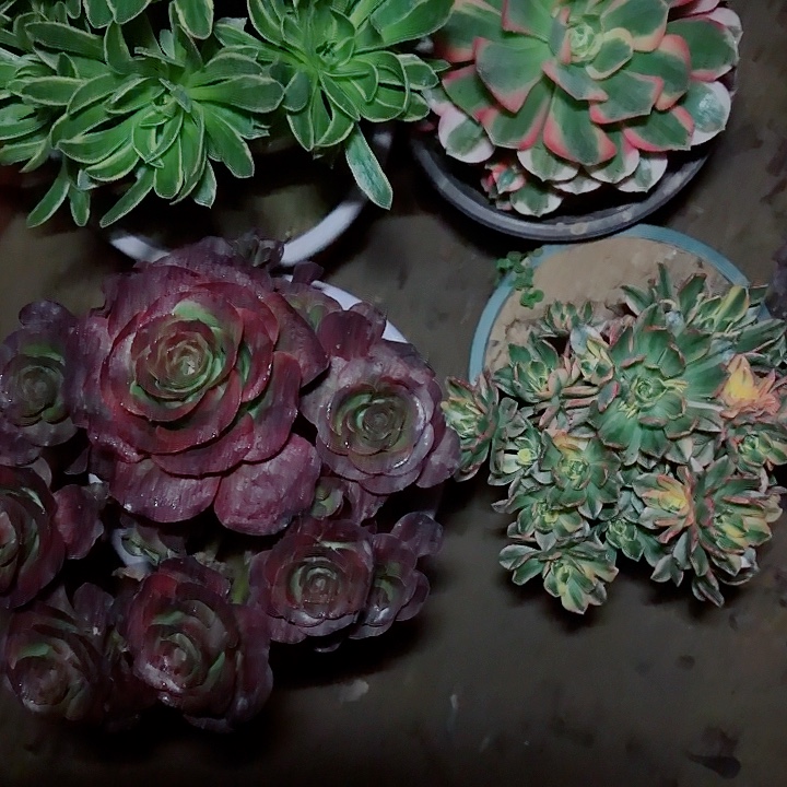 花***吧4棵组合111111111