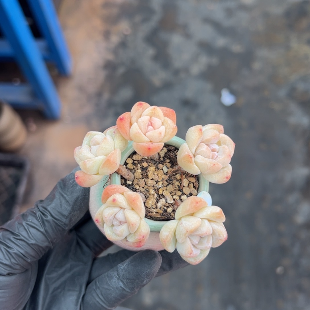 五头冰玉带盆000000000000