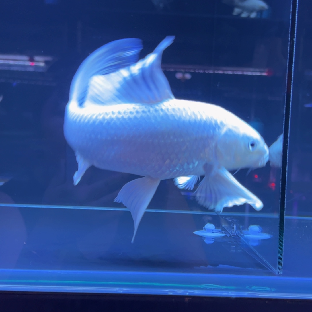 海水春**风湖底鲤11