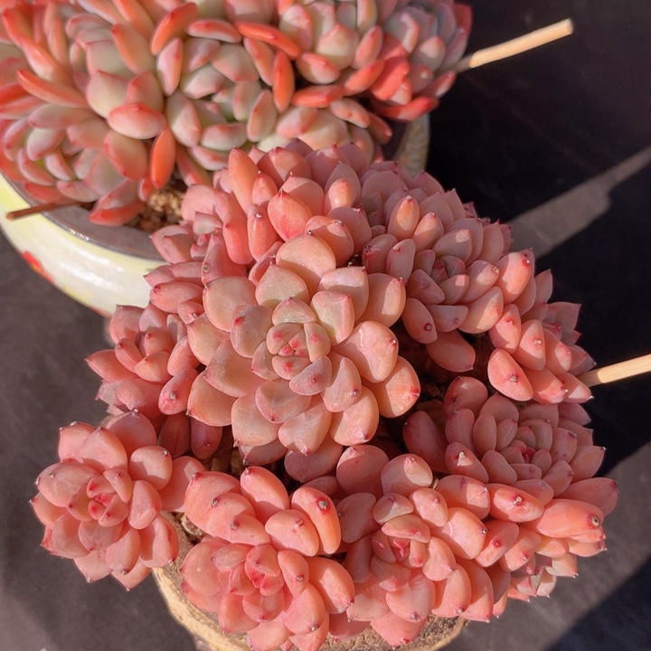 杂交不知名无砍自然群