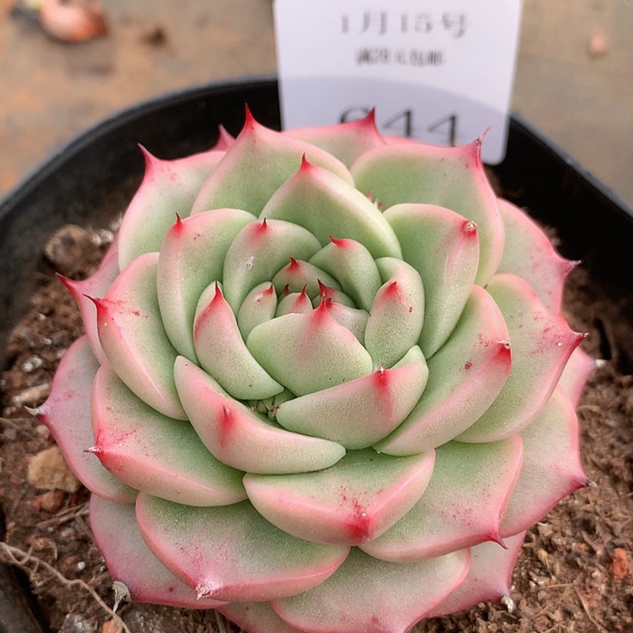 【闪购商品】云644