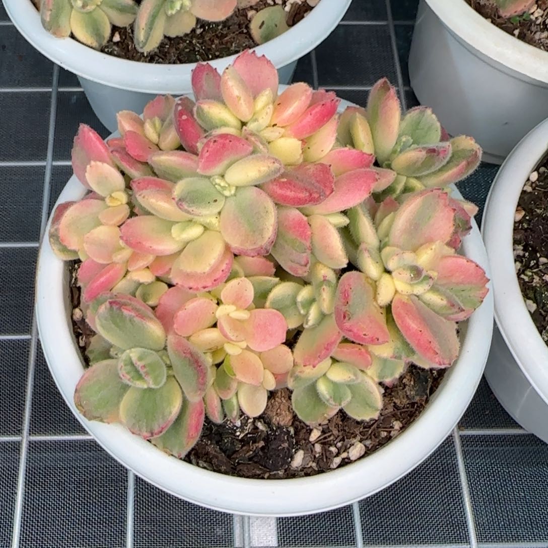 从前慢花园精选彩虹熊