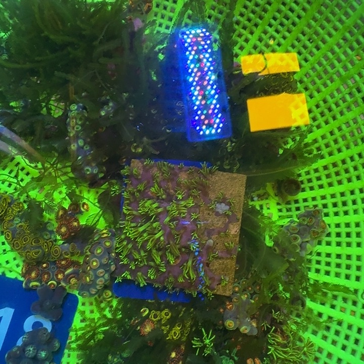 草皮珊瑚长须草皮1盘C08，闪千手小份一盘B13