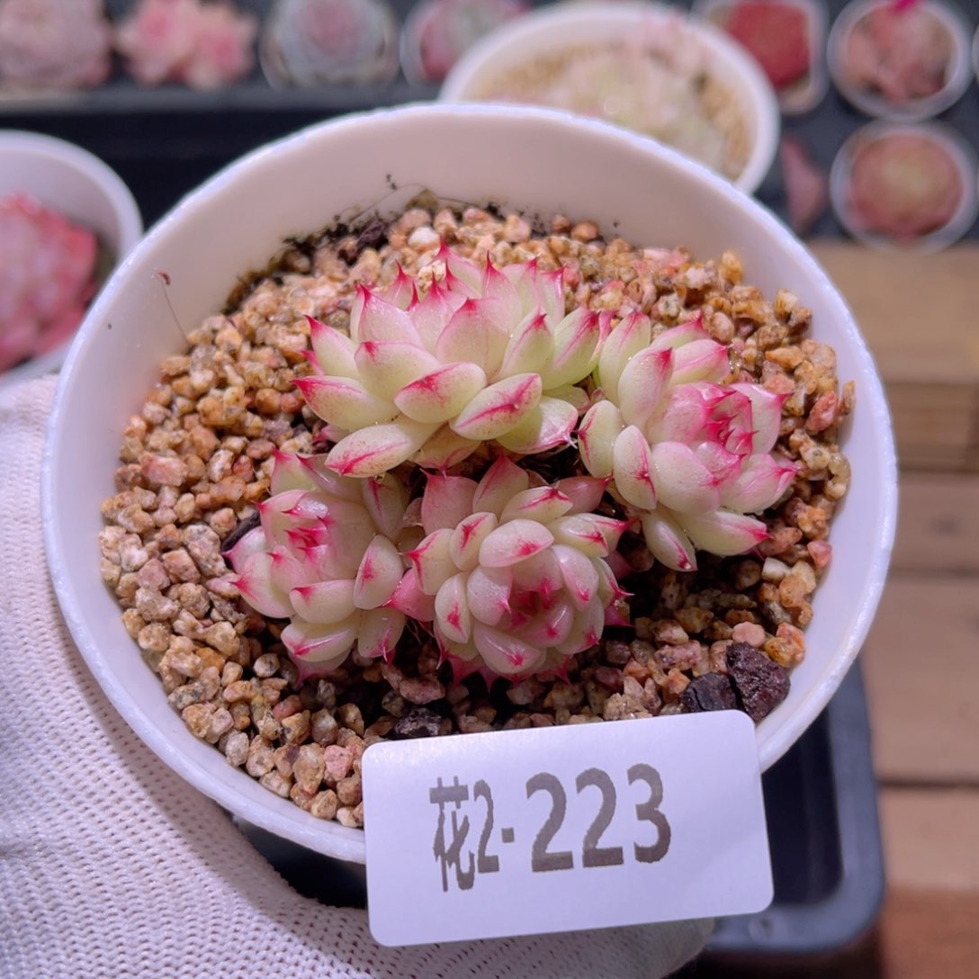 花02-223海王群生