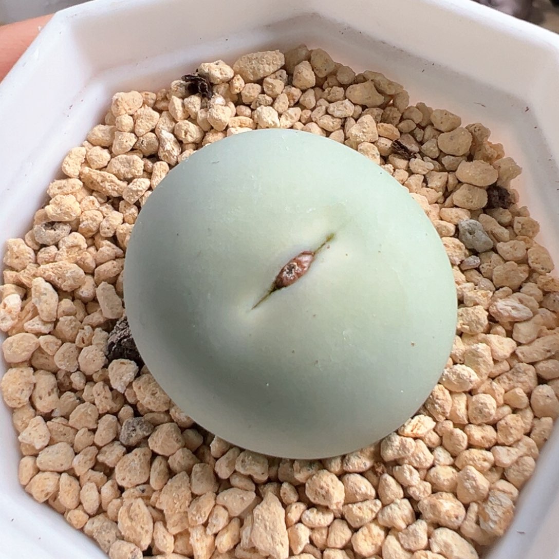 多肉植物104号鸽子蛋