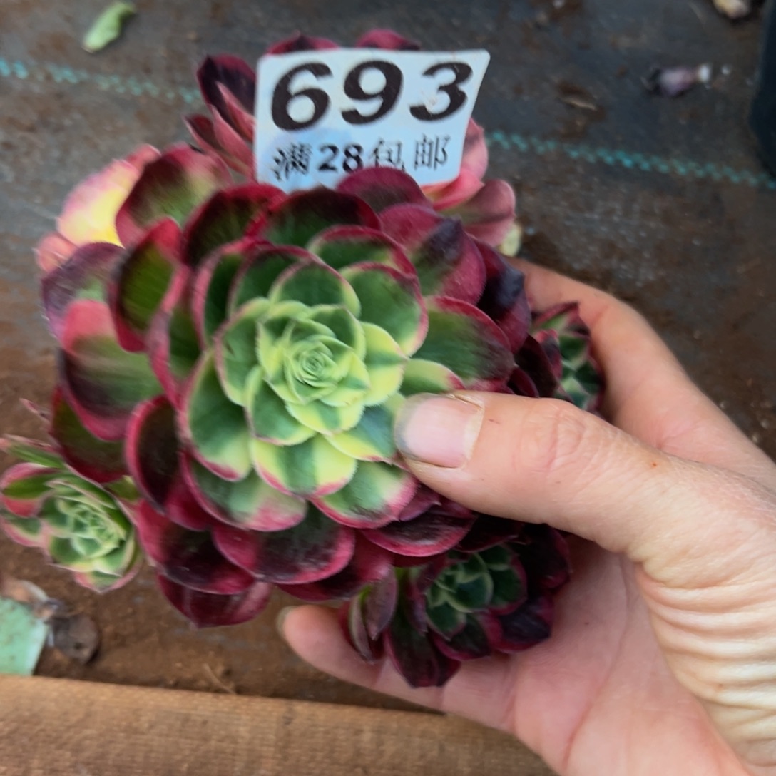 高***）多肉植物693脱土的