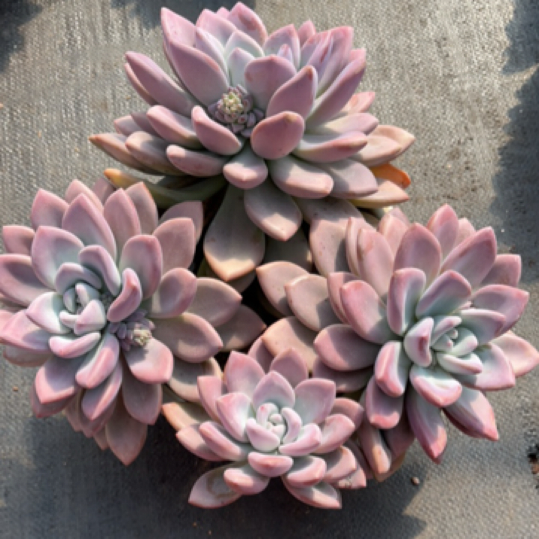 精品多肉老桩  多头奥普 【轻微断枝不售后】