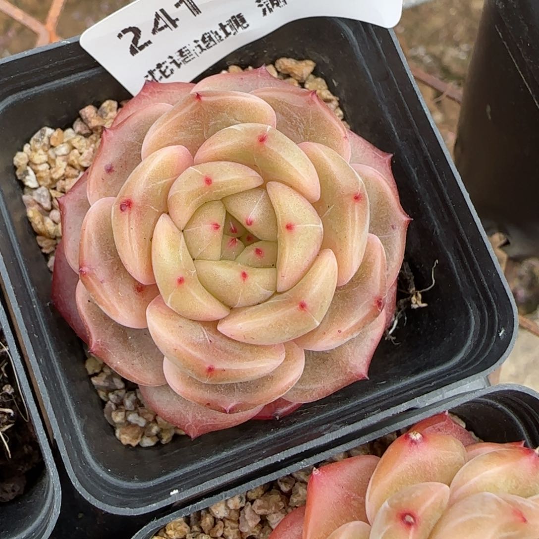 花语逸境0210-241