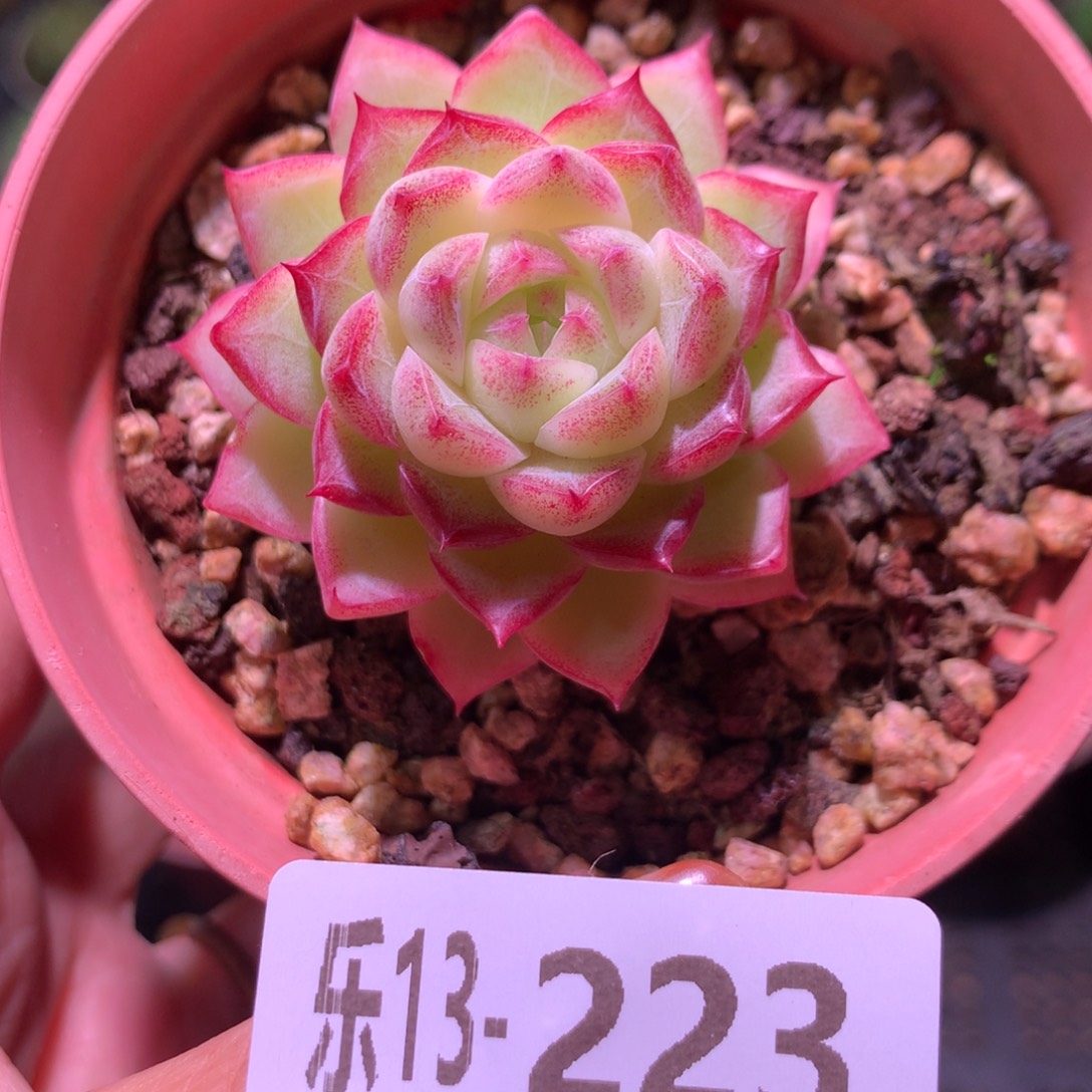 乐然13-223 女王玫瑰 