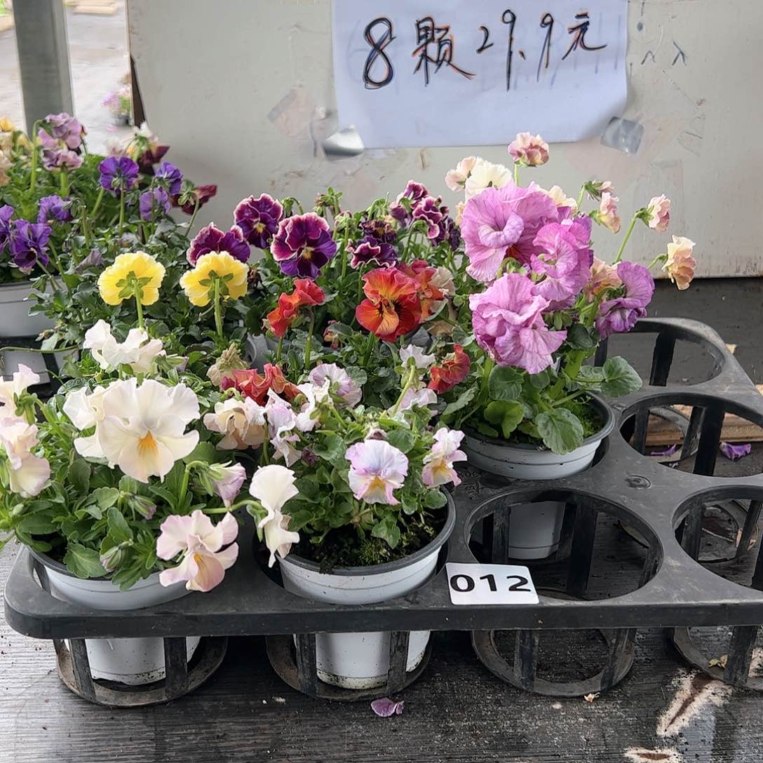 【闪购商品】012号