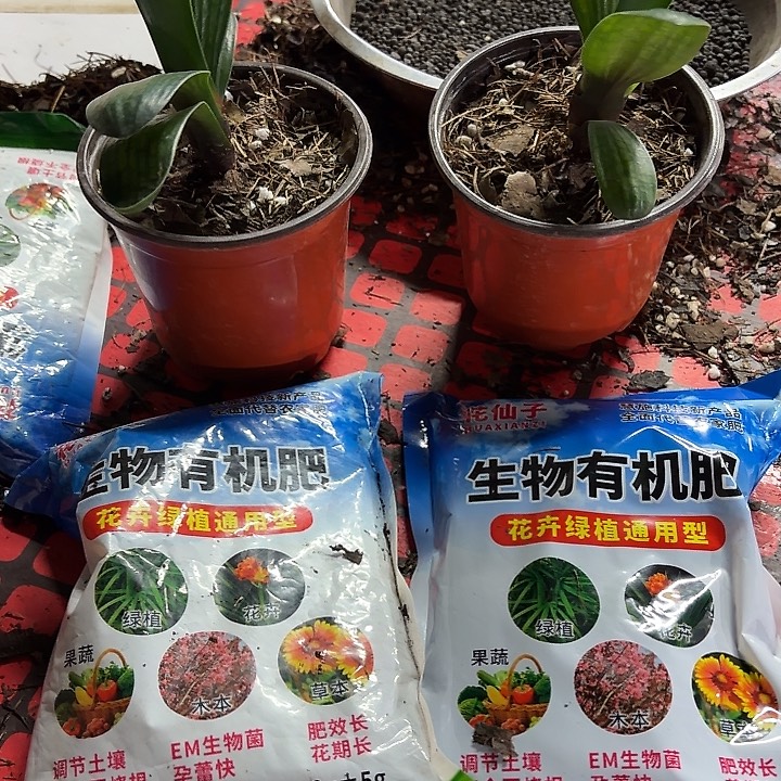 完全开放花仙子二斤