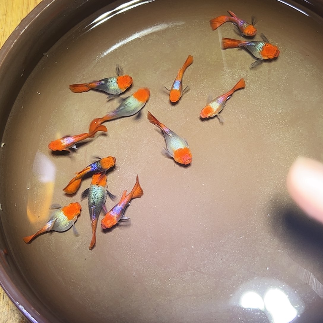 海水鱼球蓝贵族6对