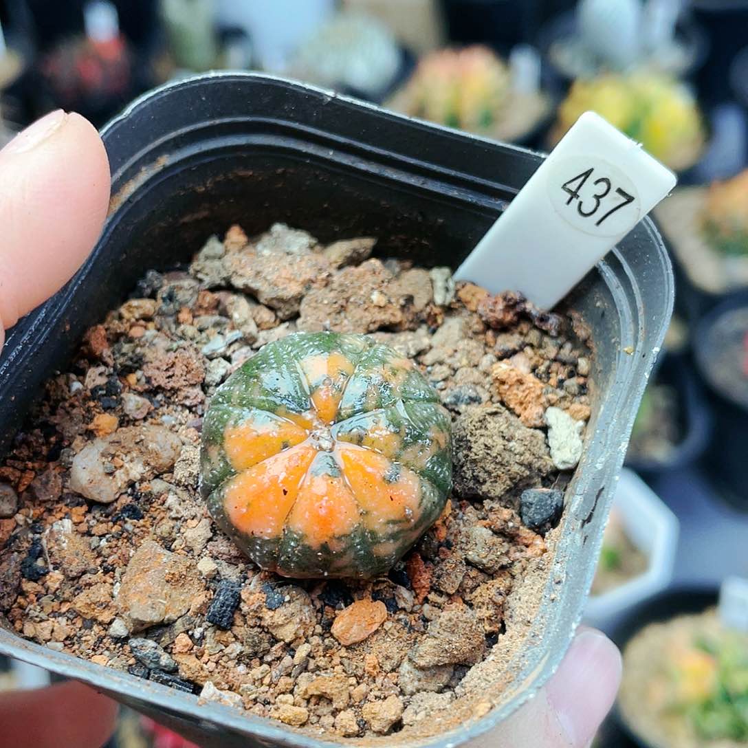 大**漫非偏远地区满25发货仙人球