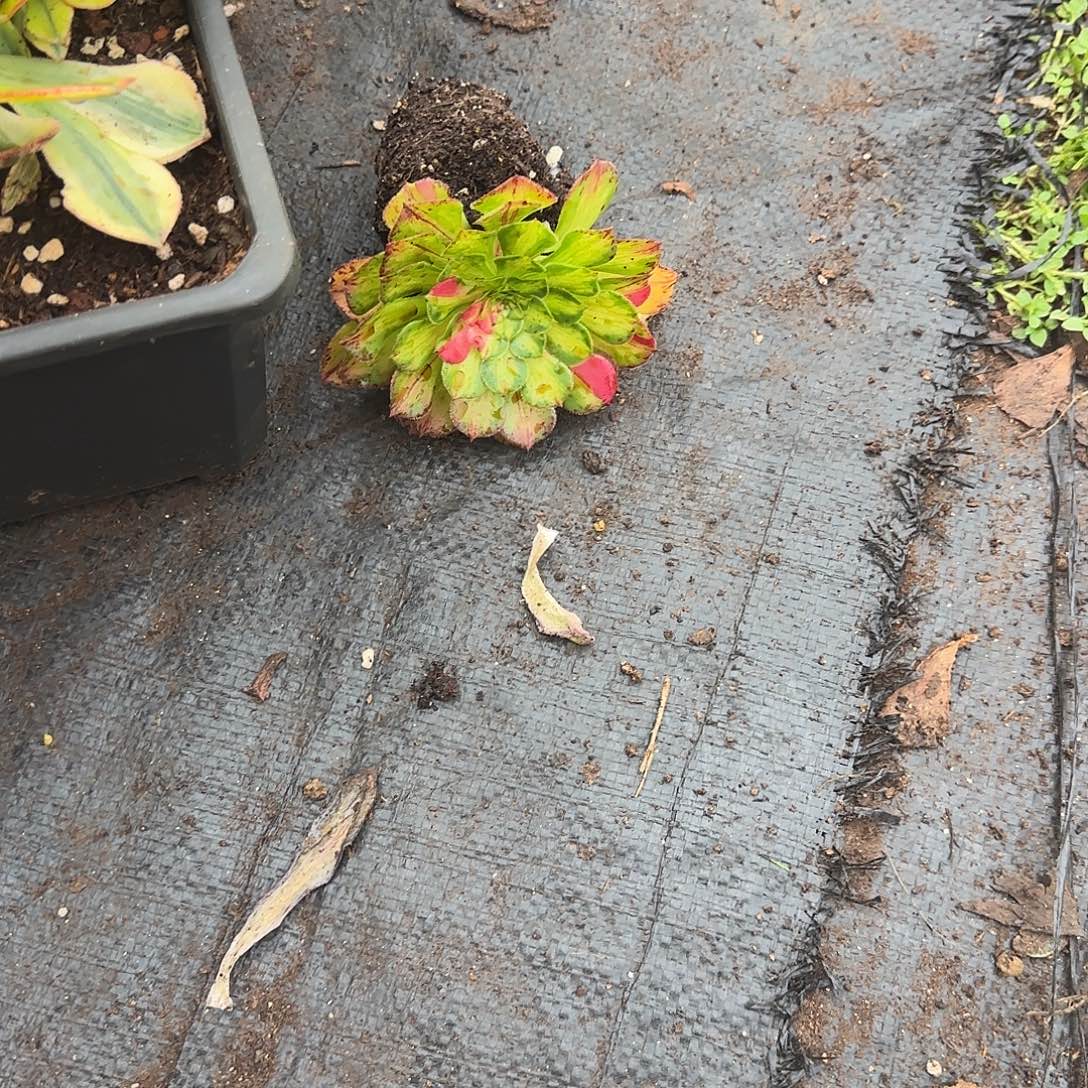 老***好加一颗小苗多肉植物23