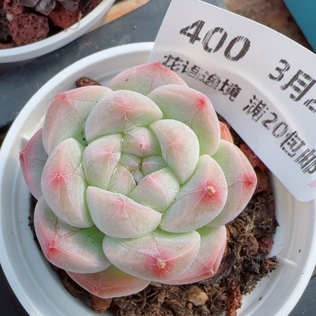 花语逸镜0327-400