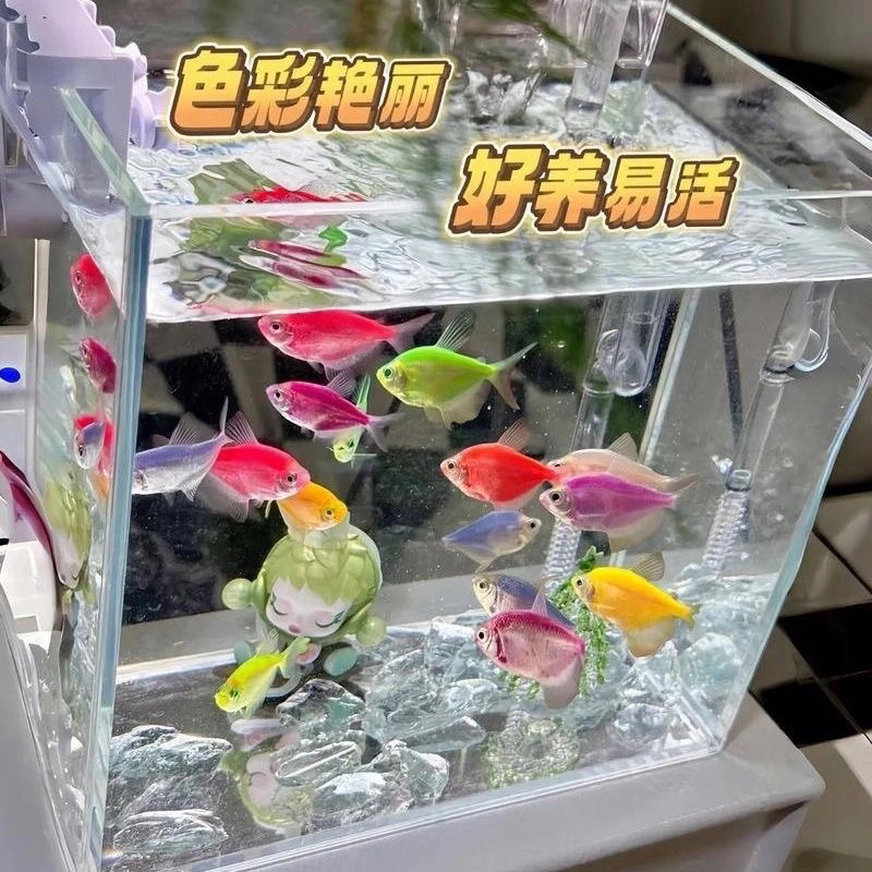 七彩天使鱼小型热带观赏鱼颜色丰富群游好养适合新手