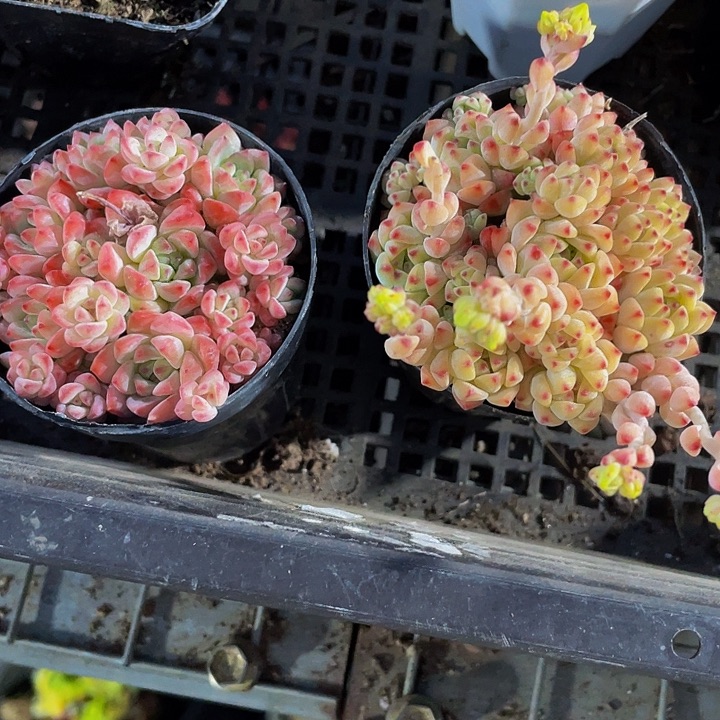 焦糖精灵5.8带哦土