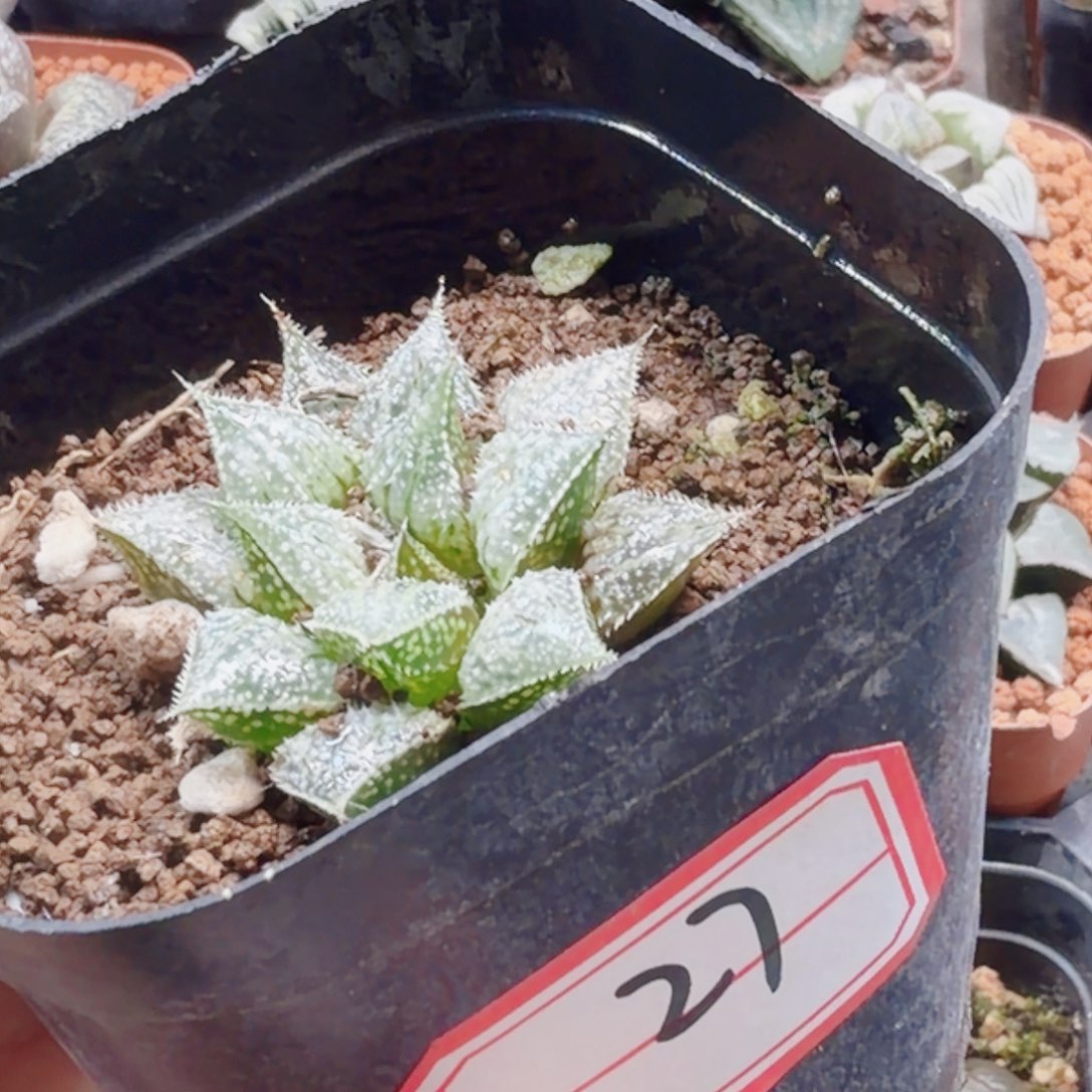 无花朵十二卷实生福利