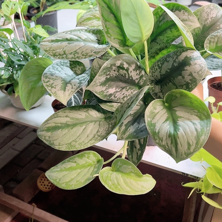 完全开放578 大叶银斑葛