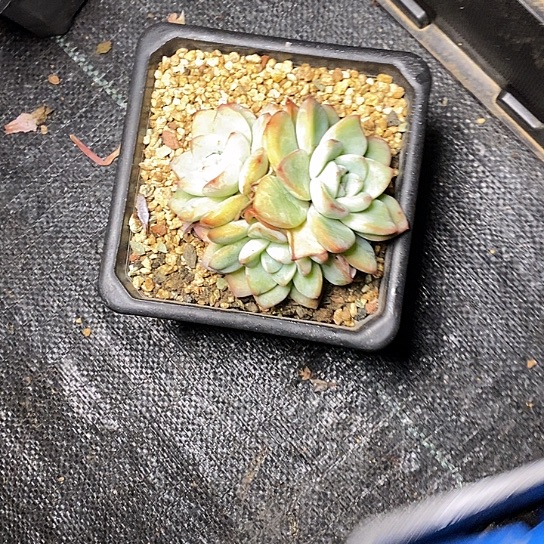 ?*?158//////////////