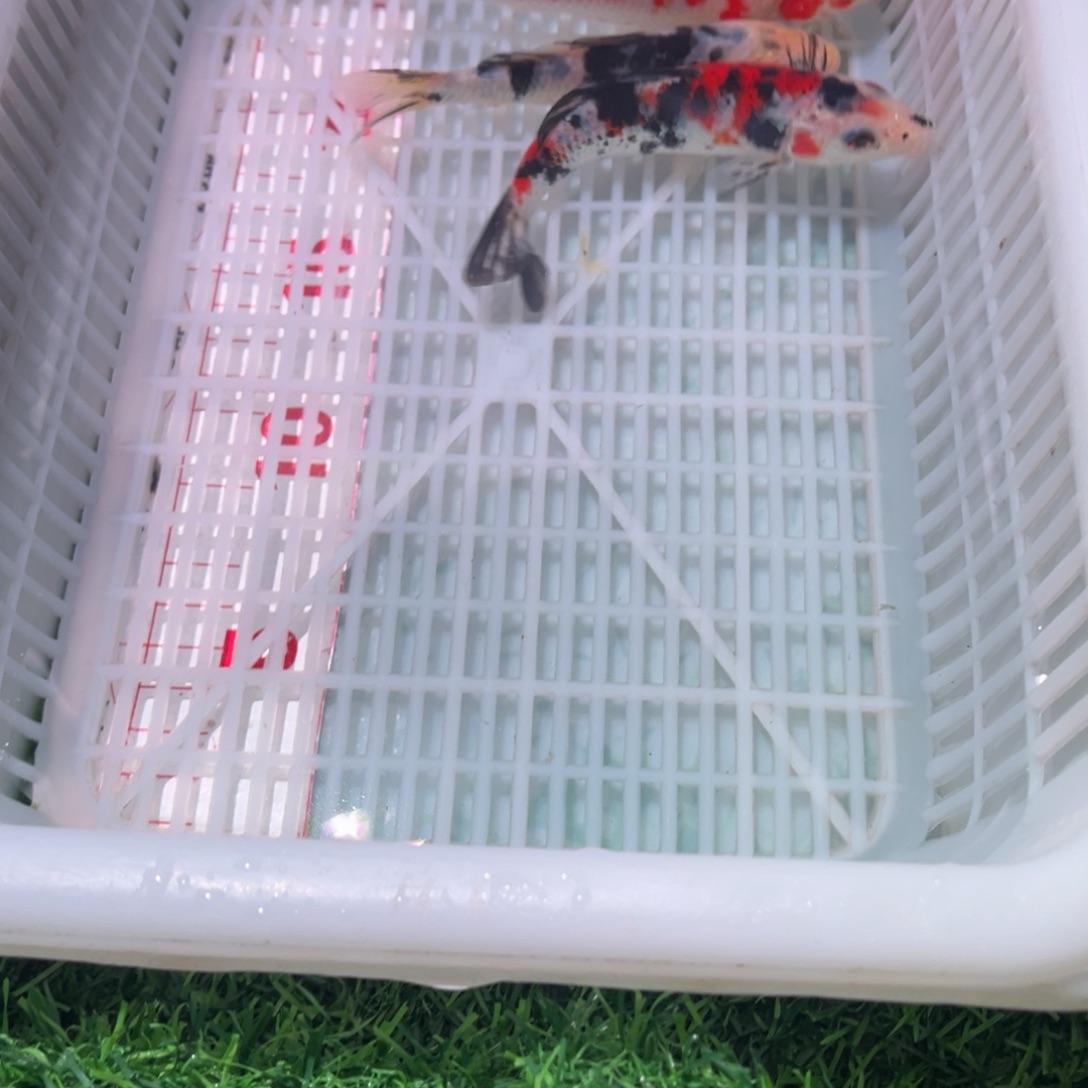 锦鲤锦鲤观赏鱼666