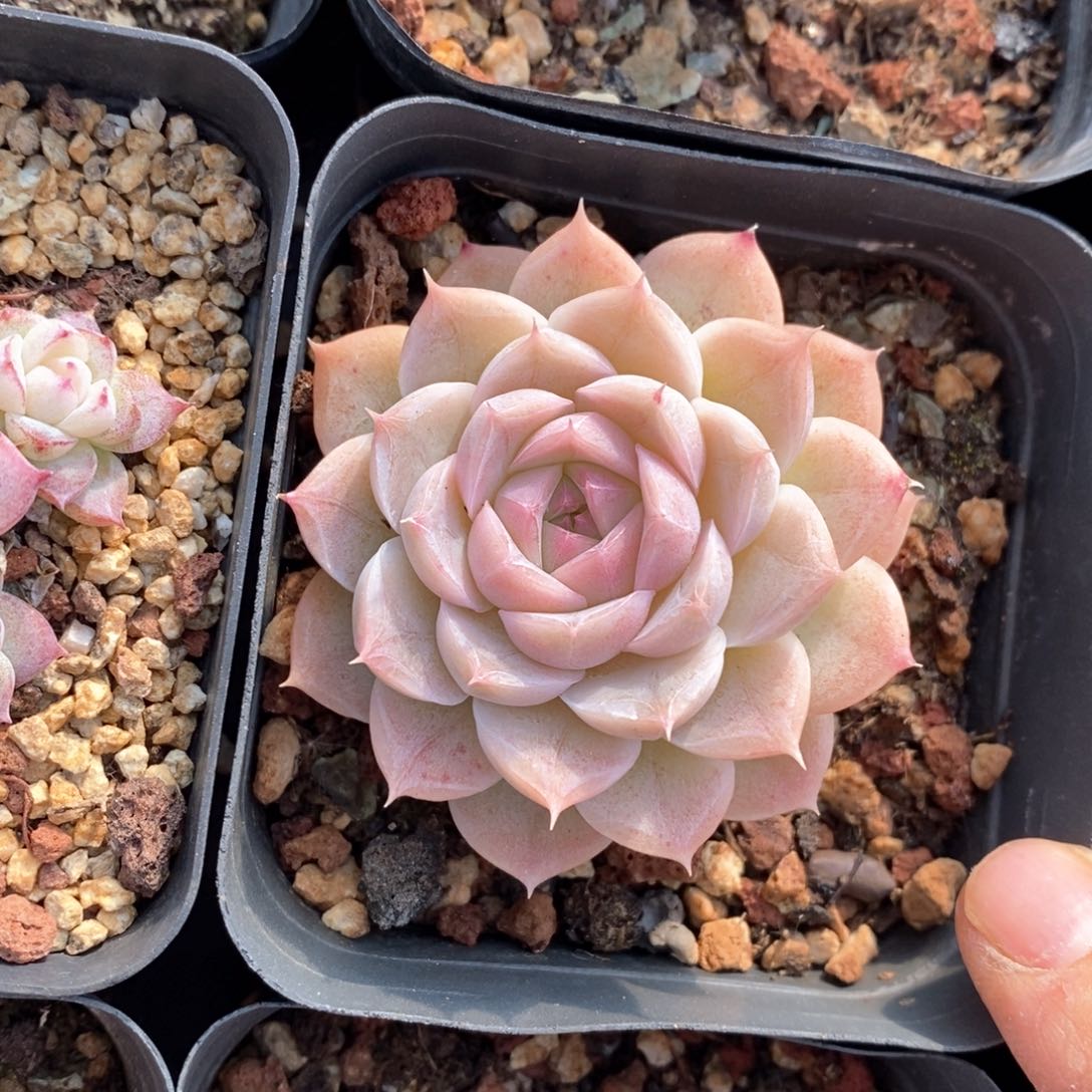 精品多肉一物一拍不包整287