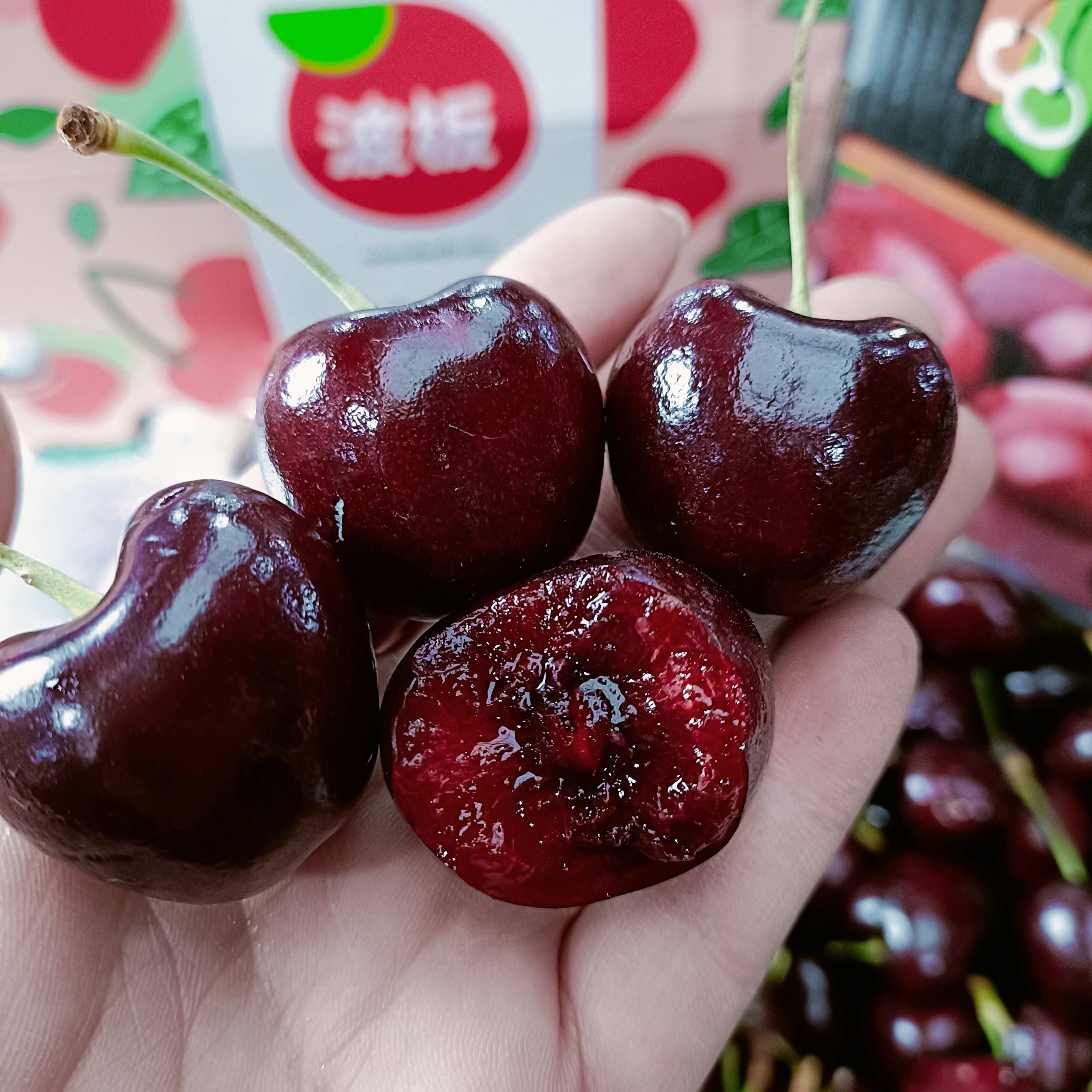 车厘子海运波板(四J)净重2-5斤/内附果径卡（惠鲜水果）桑提娜樱桃智利共和国