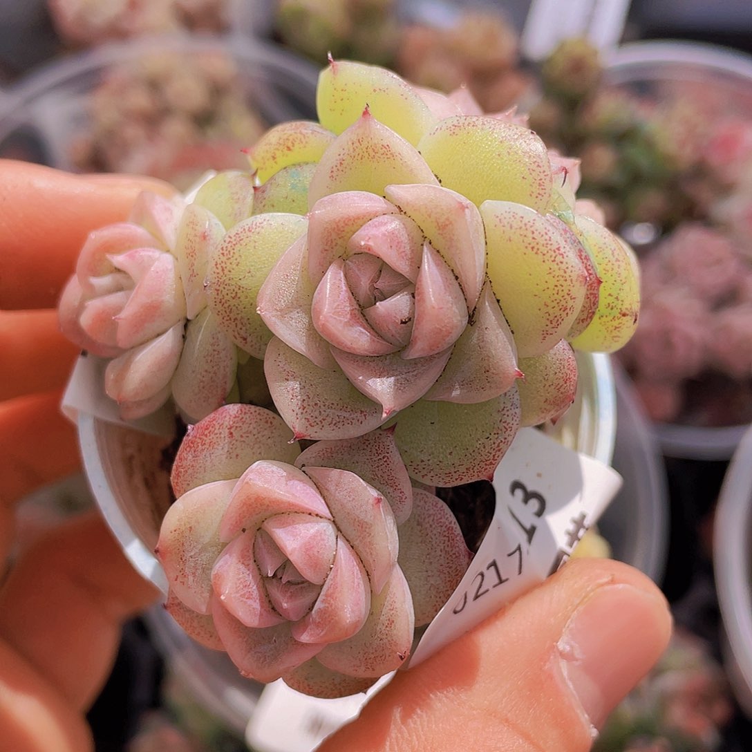 000000000000013量拍