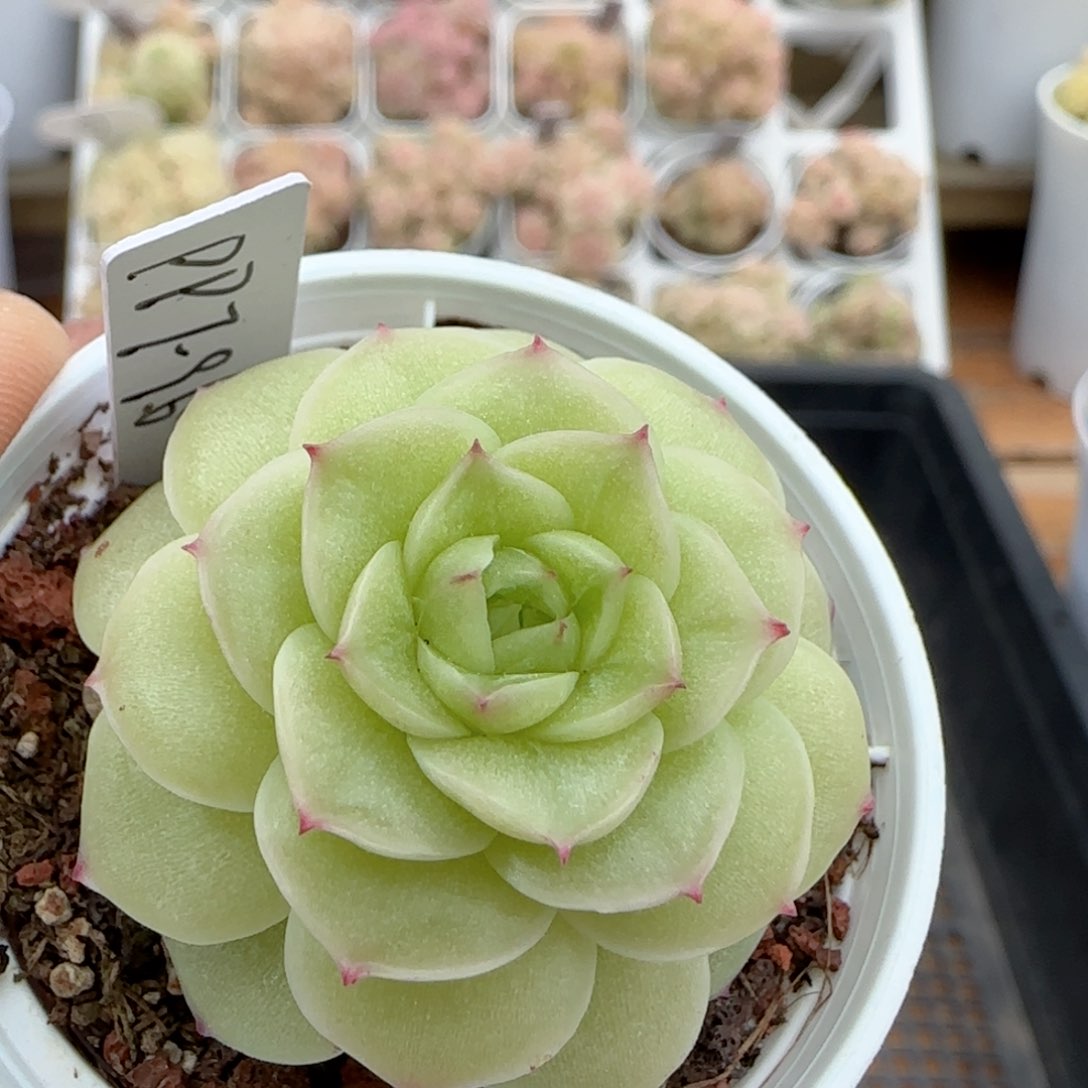 【闪购商品】0209-37（ppt-96）