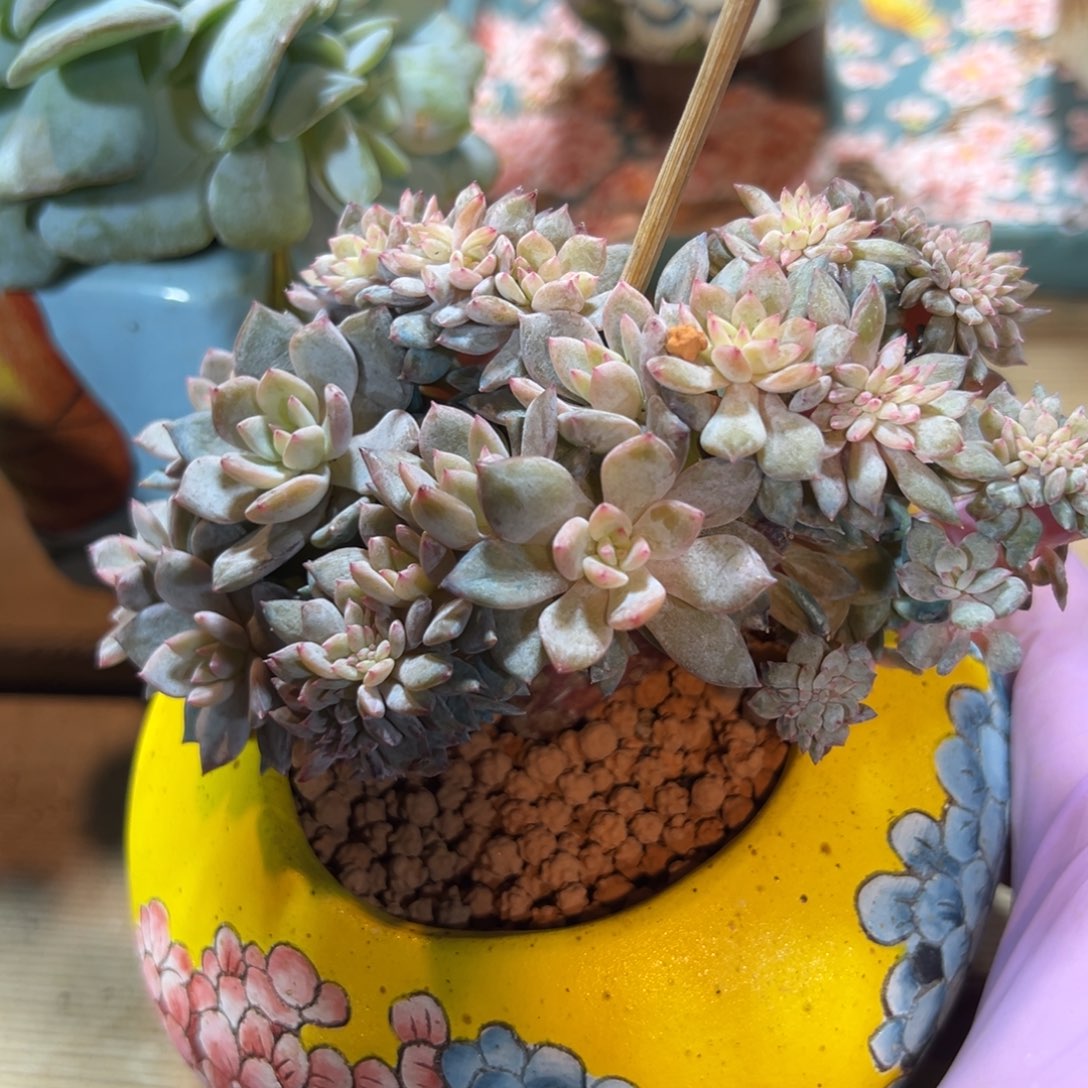 星影 新年快乐 新年快乐