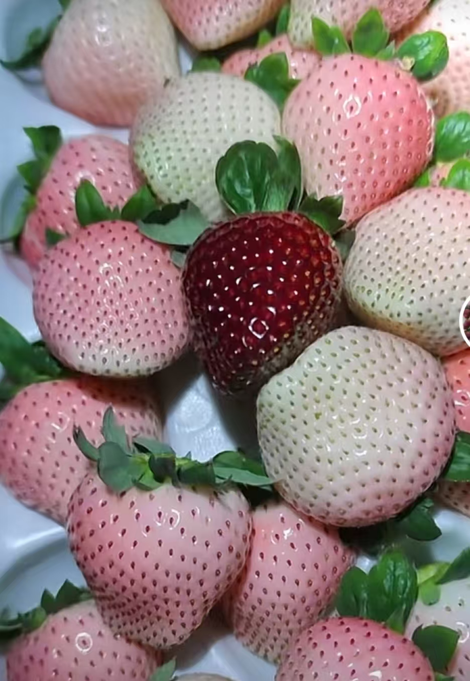 混搭草莓盆栽3盆 原盆原土