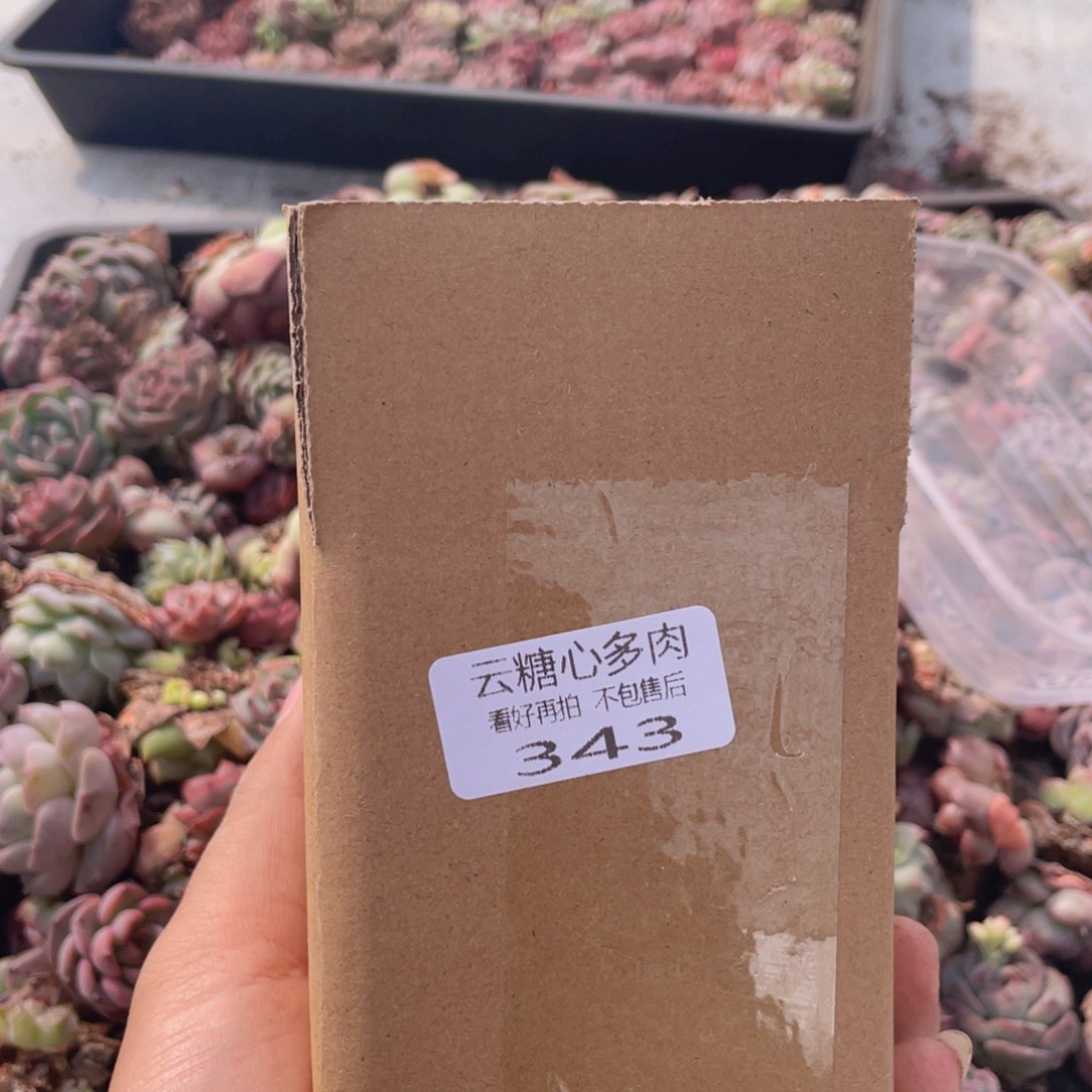 云糖心多肉植物343