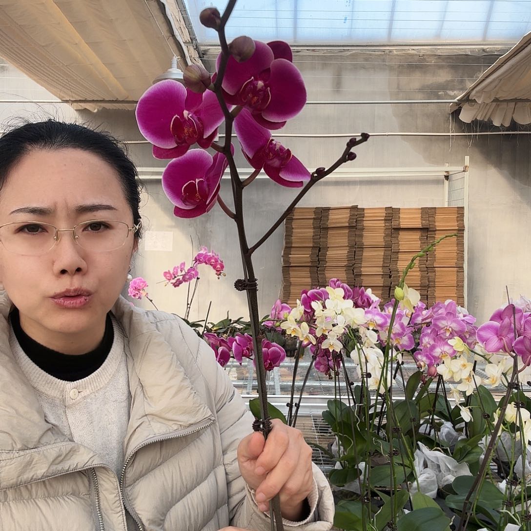 不****完全开放比勒托尼亚1颗333