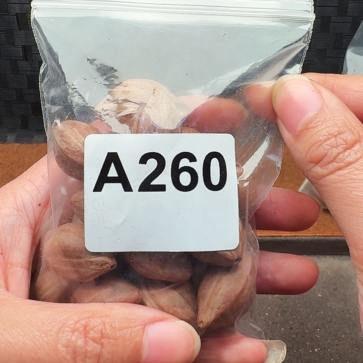 笑***往橄榄核手串/手链橄榄