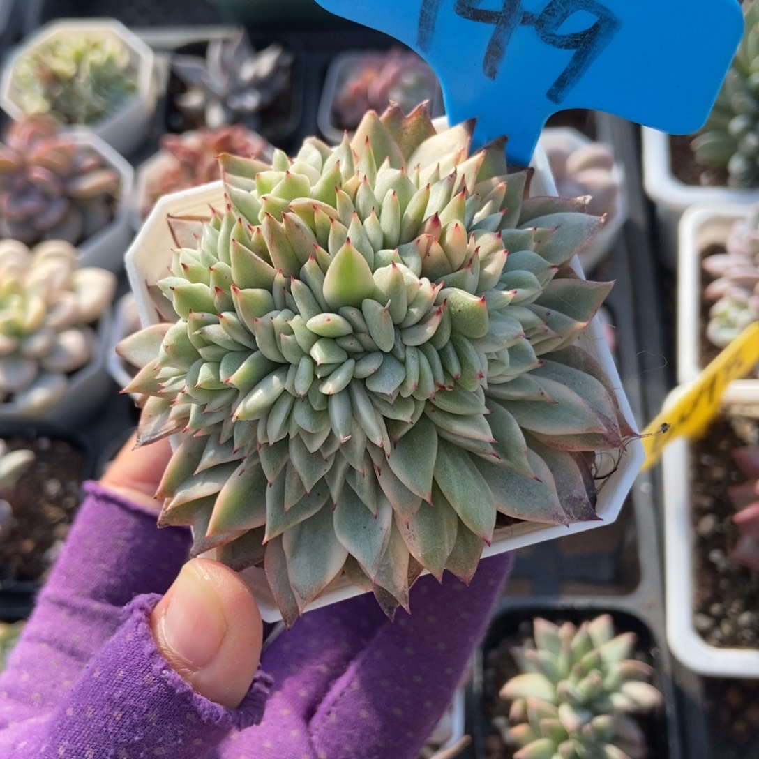 949麦秆锦缀多肉植物