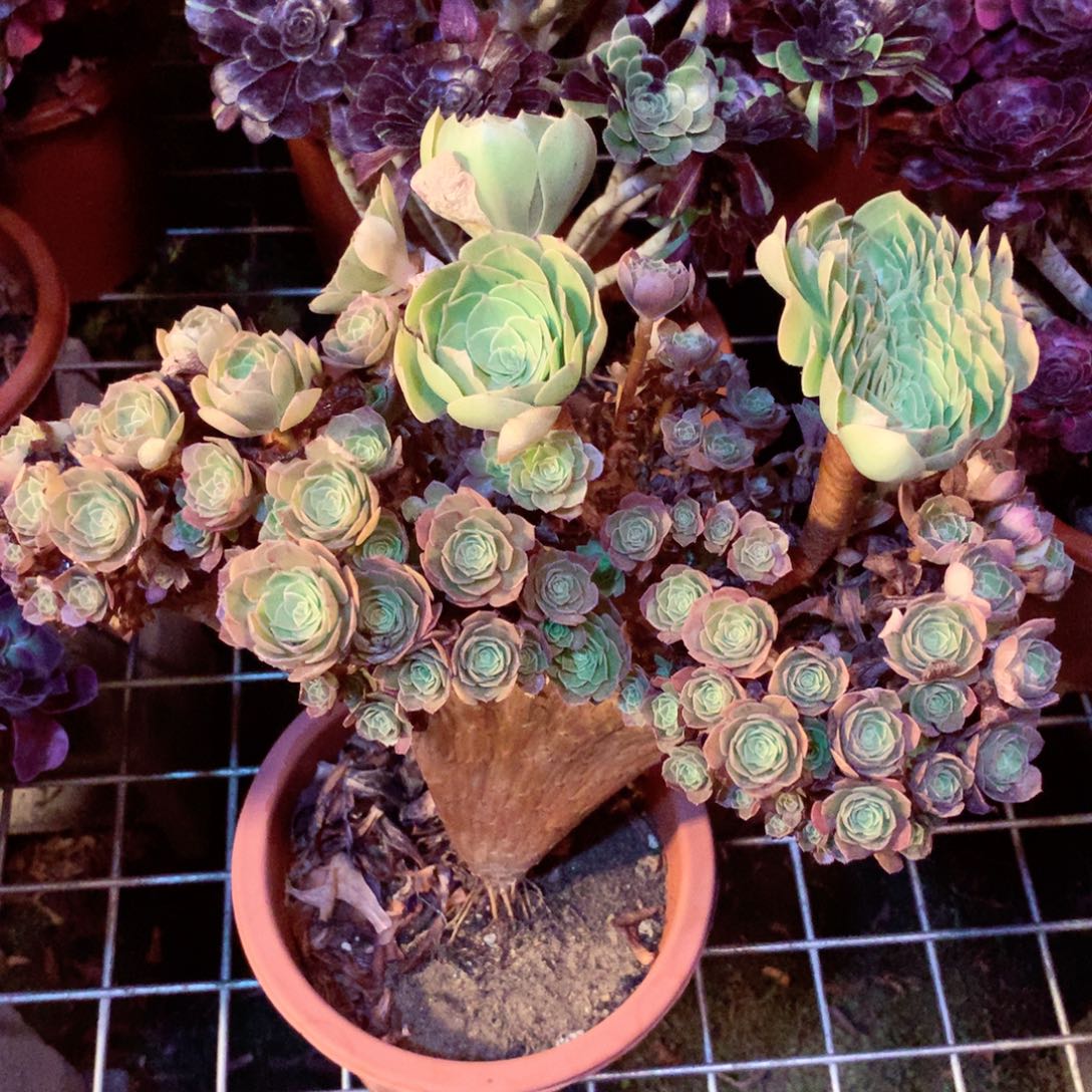 整板万缀，多肉植物