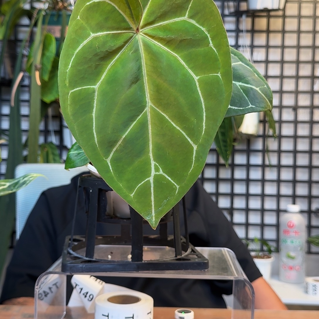 H***E无花朵一物一拍 T143