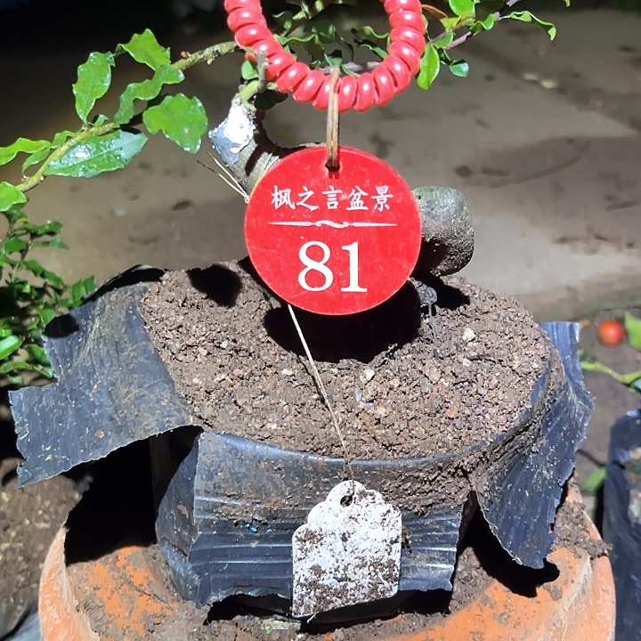 义***君当前无花栽培后可以开花