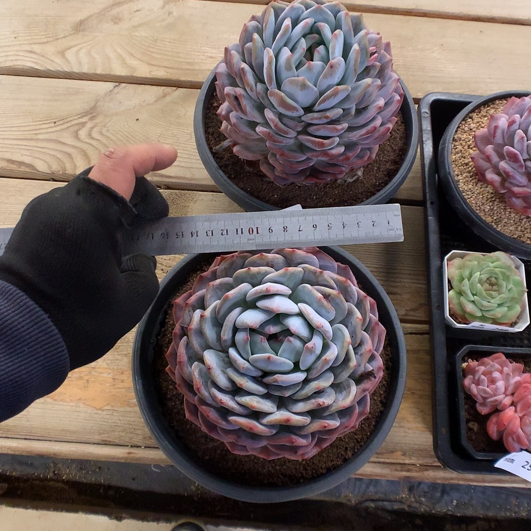 262梦露多肉植物666