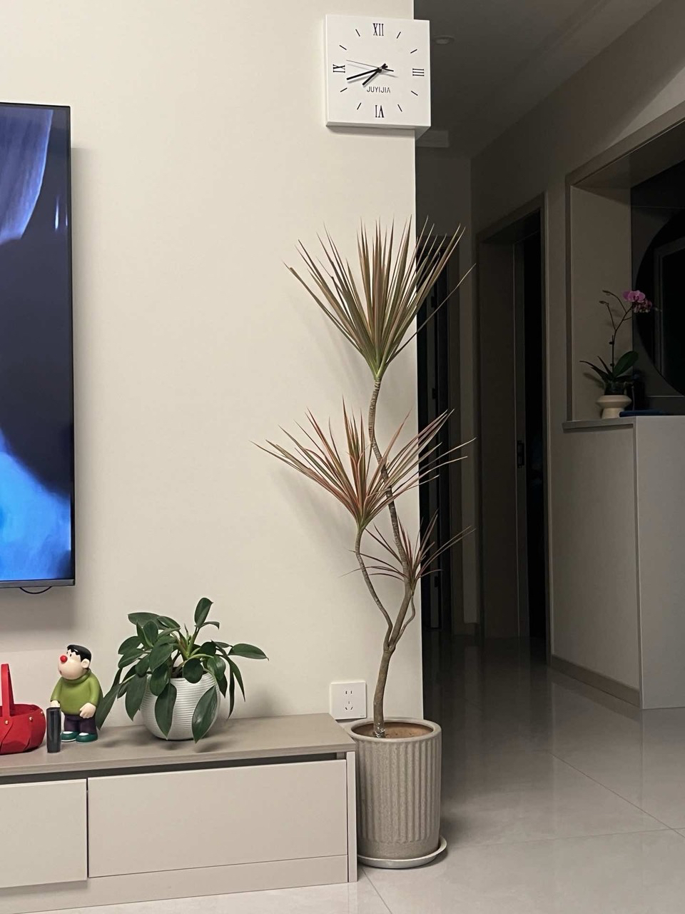 千年木七彩马尾铁盆栽好养办公室客厅阳台网红鲜活绿植