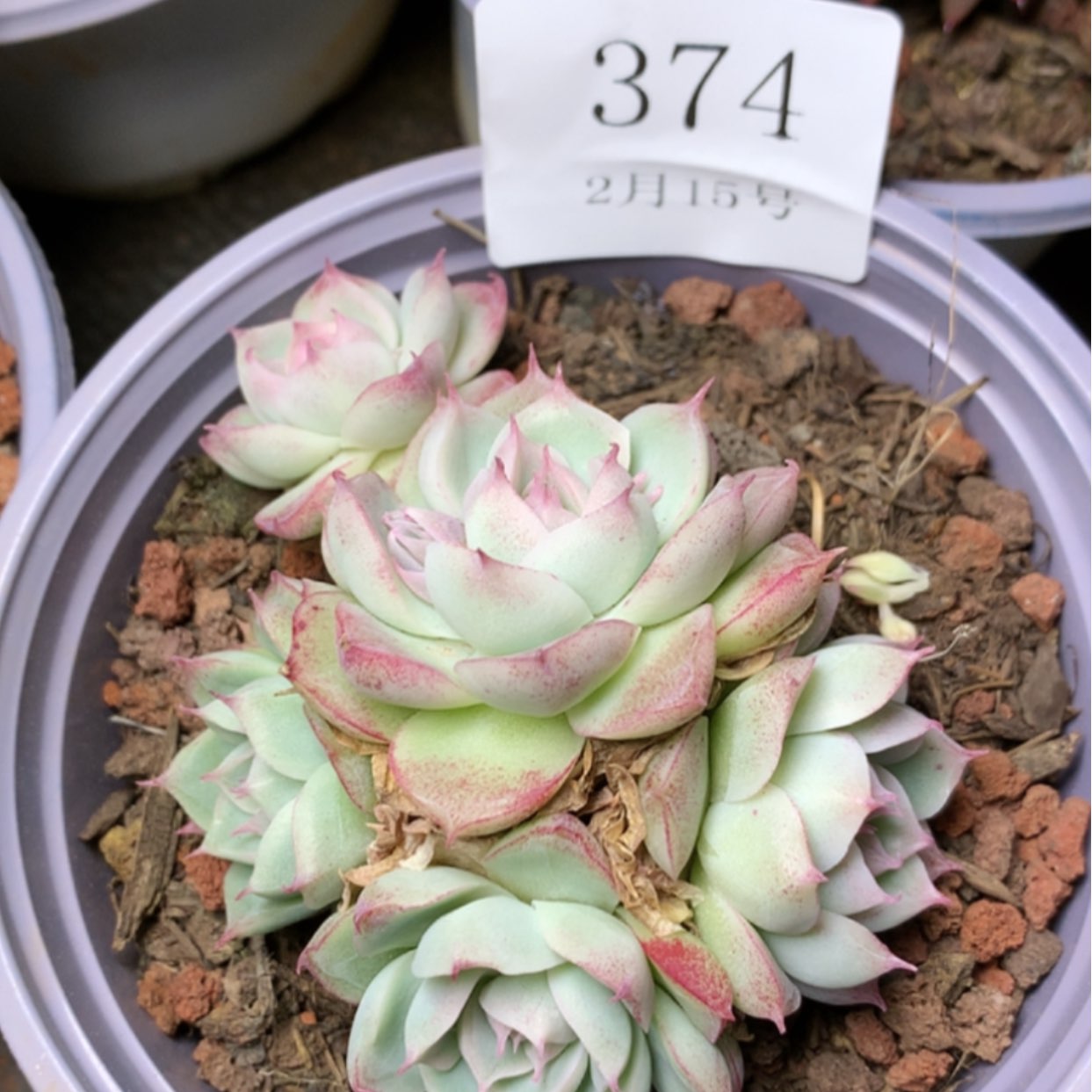 【闪购商品】云374