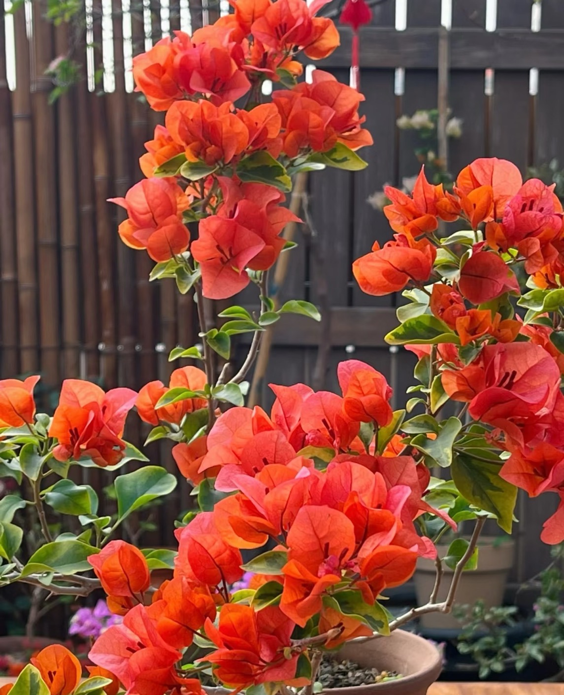 【橙色精彩 】室内外勤花耐活观赏三角梅